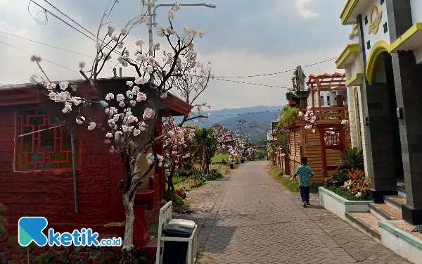 Thumbnail Kampung Sakura, Sajikan Nuansa Negara Matahari Terbit di Kota Batu