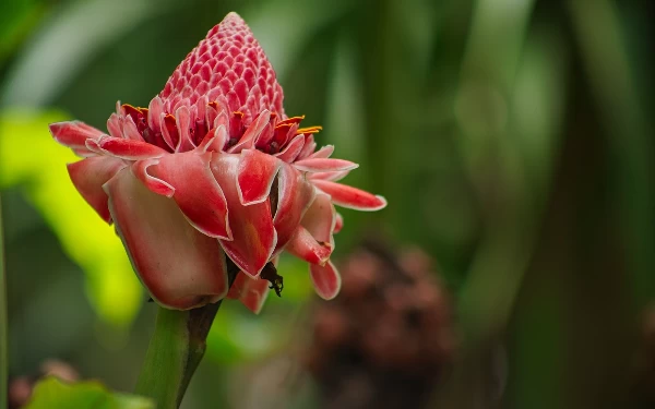 Thumbnail Berita - Rempah Khas Indonesia Kecombrang Hadirkan Beragam Manfaat Baik Bagi Tubuh