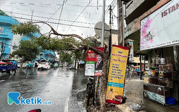 Thumbnail Cegah Pohon Tumbang, DLH Kota Malang Lelang Pohon Tua Sekaligus Tingkatkan PAD