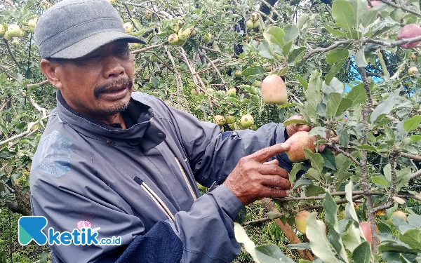 Thumbnail Berita - Hama Lalat Buah Tak Terkendali, Apel Batu Terancam Punah