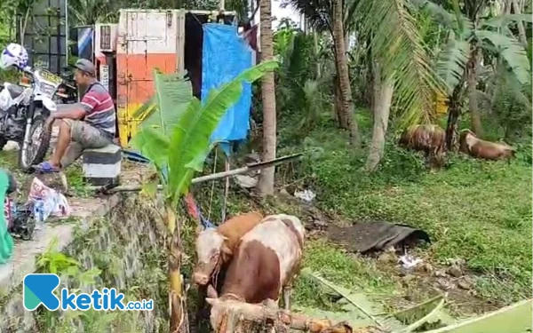 Thumbnail Truk Terjungkal di Pacitan, Empat Ekor Sapi Jadi Korban