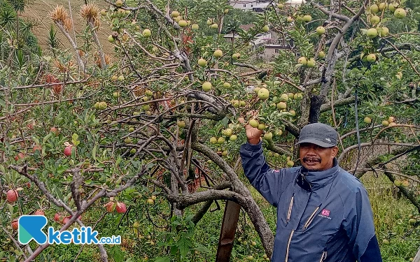 Thumbnail Petani Kota Batu Harap Subsidi Stabilkan Harga Apel