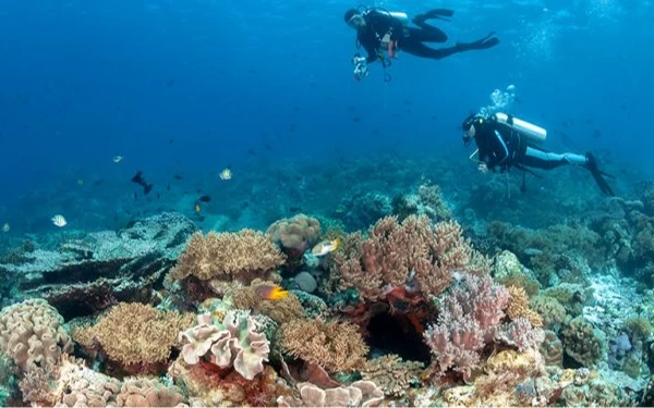 Thumbnail Berita - Melihat Keindahan Alam Bawah Laut Taman Nasional Wakatobi