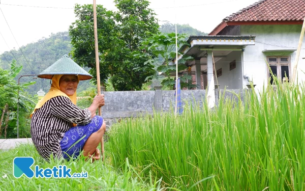 Thumbnail Akses Pupuk Subsidi di Pacitan Dipersulit, Petani: Ada Permainan Mafia