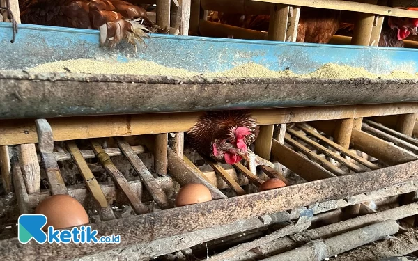 Harga Pakan Ayam Melonjak, Banyak Peternak di Kota Malang Afkir Dini