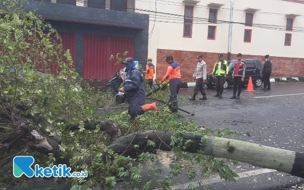 Hujan Disertai Angin Kencang di Kota Batu Sebabkan Pengendara Tertimpa Pohon