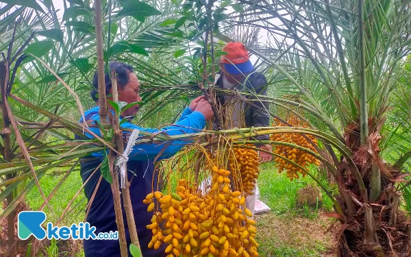 Thumbnail Berita - Pohon Kurma Tumbuh Subur di Jember, 3 Tahun Sudah Berbuah