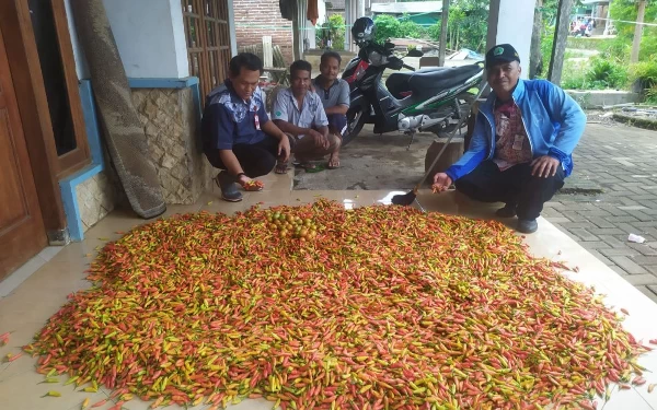 Thumbnail Berita - Panen Cabai di Kota Malang dalam Setahun Masih Fluktuatif