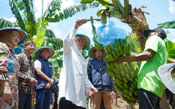 Thumbnail Berita - Panen Pisang Cavendish 2 Ton, Khofifah Apresiasi Petani Milenial Lumajang