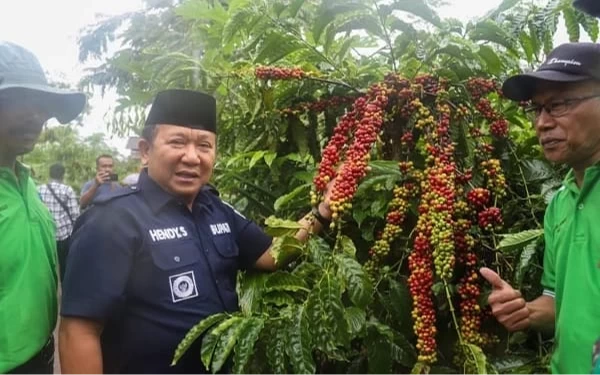 Thumbnail Soal Pembabatan Kopi Milo, Kades Pace Bakal Dimediasi Pemkab Jember