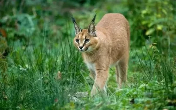 Thumbnail Mengenal Kucing Caracal, Anabul yang Diungkap Rachel Vennya Ditelantarkan Mantan Suami