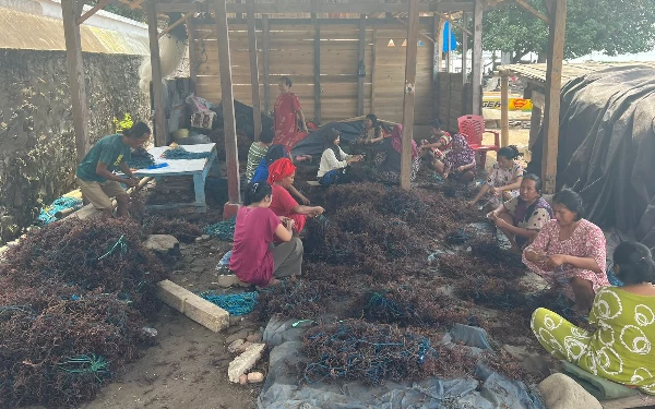 Thumbnail Klaster Usaha Rumput Laut Kampung Pogo, UMKM Binaan BRI Dorong Perekonomian Nelayan Pesisir Sulsel