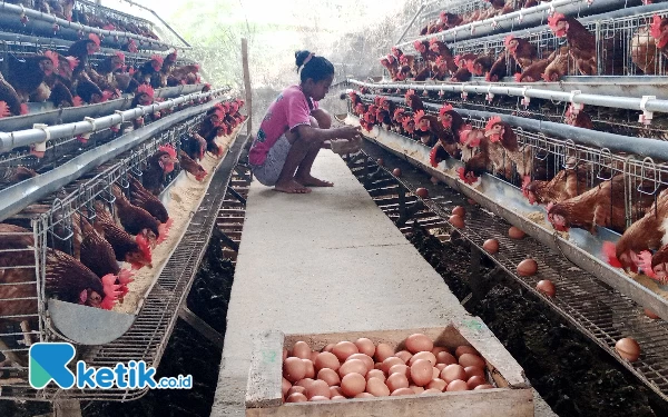 Thumbnail Berita - Harga Pakan Naik, Peternak Ayam Petelur Kota Batu Terus Merugi