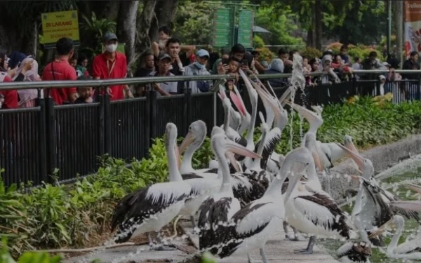 Thumbnail Libur Lebaran, 30 Ribu Pengunjung Padati Taman Taman Satwa Ragunan