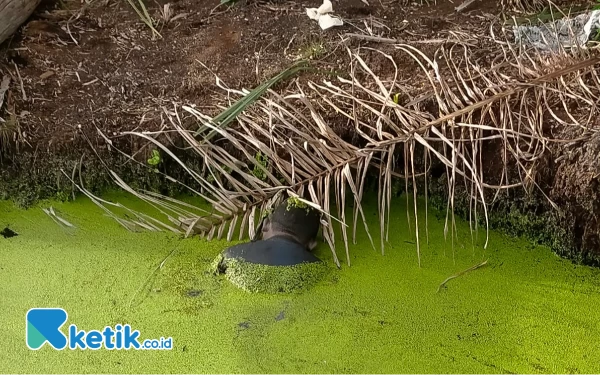 Thumbnail Sosok Mayat Laki-Laki Ditemukan dalam Parit Kebun Sawit di Nagan Raya