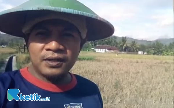 Thumbnail Berita - Hama Wereng Serang Lahan Petani di Pacitan, Hasil Panen Kurang Maksimal