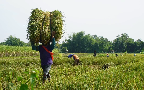 Thumbnail Bupati Kediri Klaim Produktivitas Padi Terus Merangkak Naik Imbas Program DITO