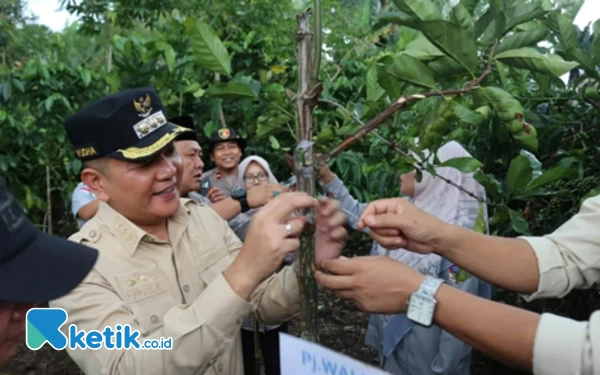 Thumbnail Pemkot Pagaralam Galakkan Program Sambung Pucuk Kopi, Ikhtiar Pacu Produktivitas Pertanian