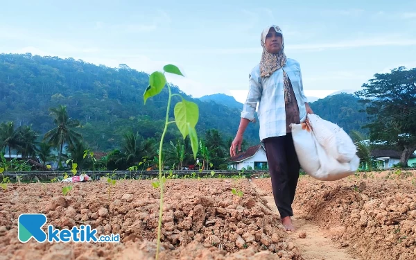 Thumbnail Dampak Kemarau Kian Terasa, Petani di Pacitan Alami Kesulitan Air