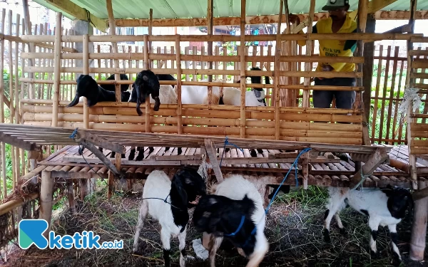 Pengecekan Kesehatan Hewan Kurban di Kota Batu akan Libatkan Perguruan Tinggi