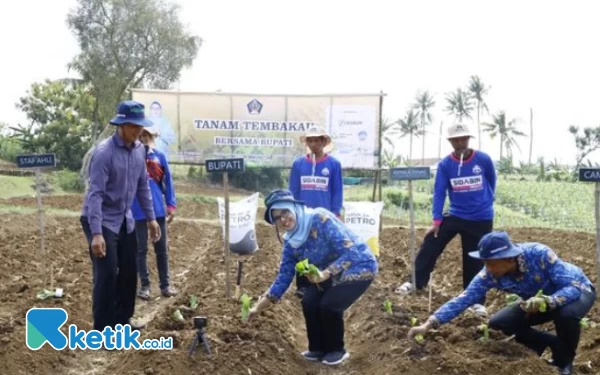 Bupati Rini Syarifah  Bareng Petani  Menanam Tembakau di Blitar