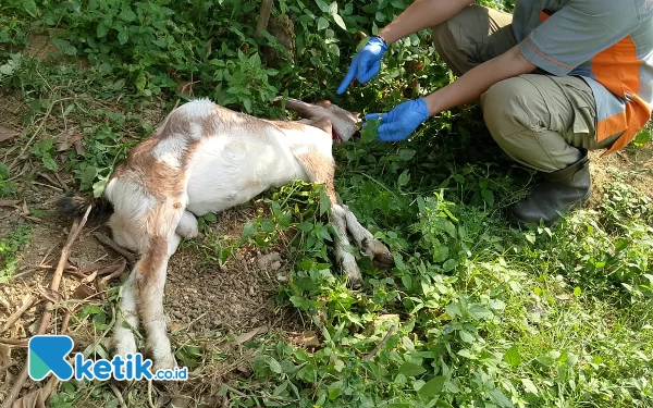 Biar Bisa Dibeli Murah, Kambing Warga Pacitan Tewas Diracun Tetangga