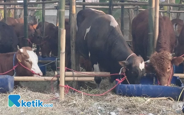 Thumbnail Stok Daging Sapi Dipastikan Aman Jelang Idul Adha 2024