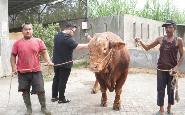 Thumbnail Untuk Idul Adha, Keluarga Bupati Kediri Beli Empat Ekor Sapi Limosin dari Peternak