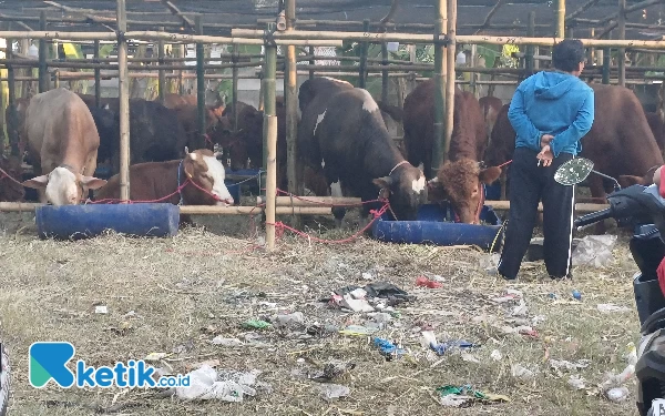 Thumbnail Berita - Disnak Jatim Ajak Mahasiswa Kedokteran Hewan Cek Kesehatan Hewan Kurban