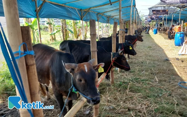 Dikenal Miliki Daging yang Tebal, Inilah Keistimewaan Sapi Kangean