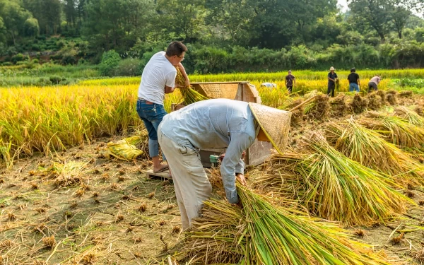 Panen Raya Padi di Jember Picu Deflasi 0,07 Persen pada Mei 2024