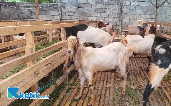 Thumbnail Berita - Jelang Hari Raya Kurban, Pedagang Kambing Musiman Mulai Banjiri Kota Batu