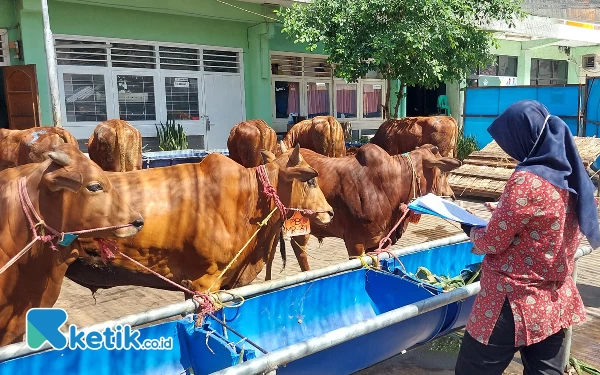 Thumbnail Jelang Idul Adha, PD RPH Kota Surabaya Pastikan Kesehatan Hewan Kurban Sebelum Dipotong