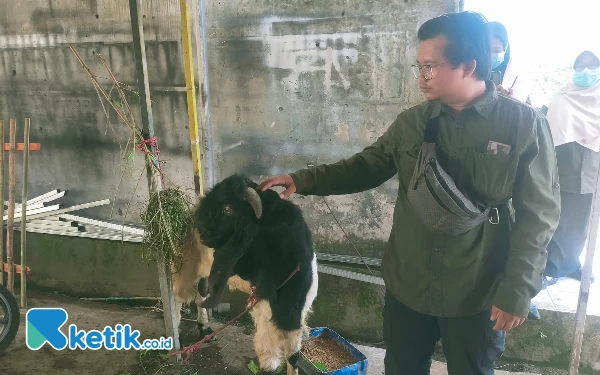 Sidak Kesehatan Hewan Kurban Jelang Idul Adha, DKPP Jember Temukan Kambing Sakit