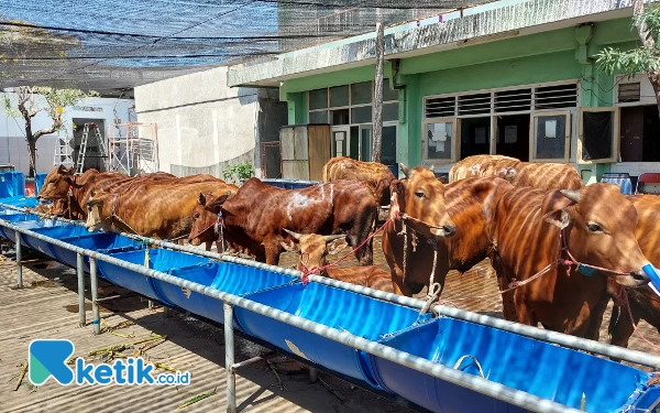 Thumbnail Berita - Apakah Sah Berkurban Sapi dengan Cara Patungan, Berikut Ulasannya