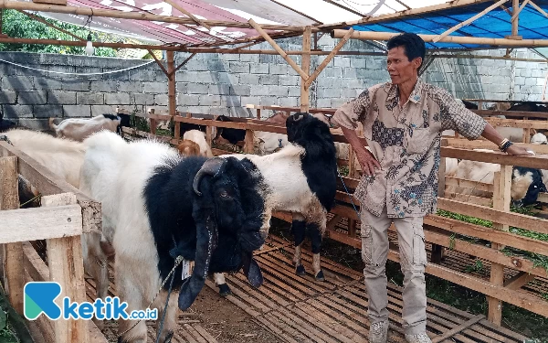 Jelang Hari Raya Kurban, Penjualan Kambing di Kota Batu Masih Landai