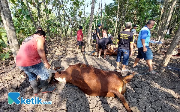 Thumbnail Pentingnya Keberadaan Juleha untuk Menjamin Daging Kurban Halal