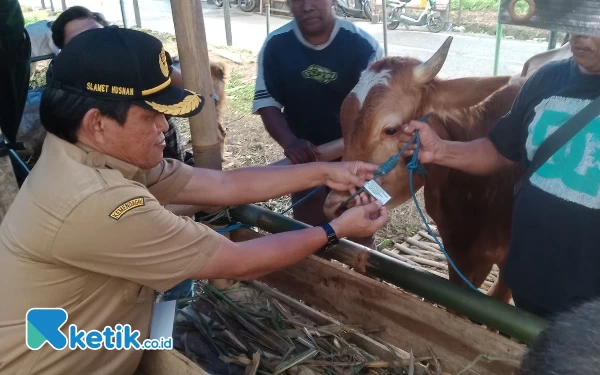 Thumbnail Jelang Idul Adha, Petugas Pemeriksaan Telah Disebar di Titik Penjualan Hewan Kurban Kota Malang