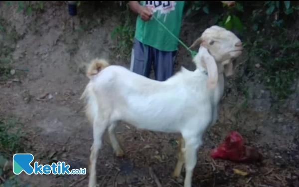 Apes, Niat Jual Kambing Kurban di Pasar Pon Pacitan Malah Raib Digondol Maling