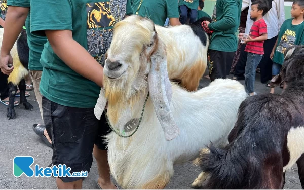 Thumbnail Arak-arakan Hewan Kurban Jadi Festival Keagamaan Tahunan Kota Malang