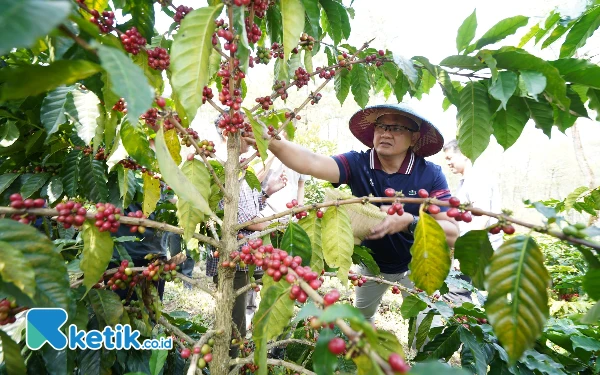 Thumbnail Berita - Mengenal Kopi Arabika Andalan Desa Bulukerto Kota Batu