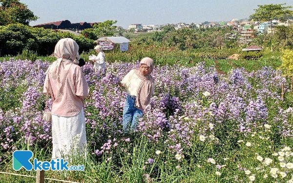 Viral! Spot Bunga di Pandanrejo Kota Batu Diserbu Pengunjung