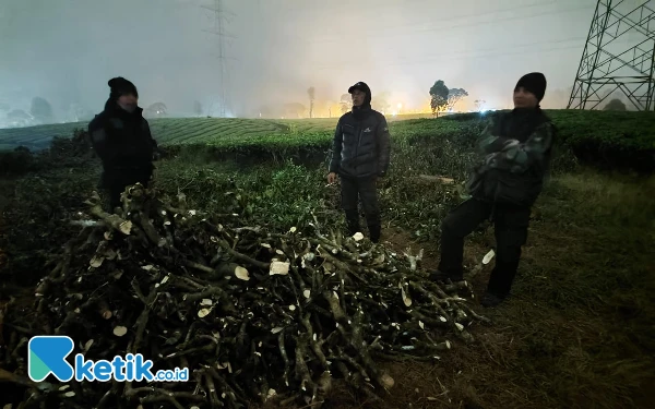 Thumbnail Berita - PTPN I Regional 2 Laporkan Kasus Penjarahan Ratusan Ribu Pohon Teh ke Kepolisian