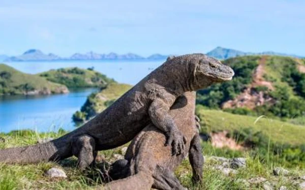 Thumbnail Jaga Kelestarian Ekosistem, Taman Nasional Komodo Ditutup Sementara