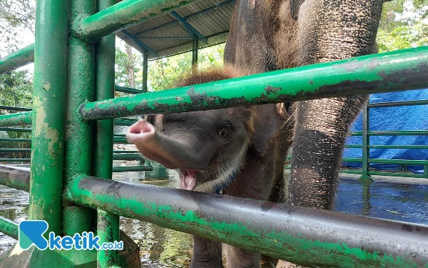 Thumbnail Berita - Yuk! Berkenalan Langsung dengan Gajah Imut Rocky Balboa