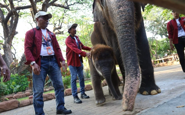 KBS Perkenalkan Anak Gajah Sumatera Rocky Balboa ke Publik