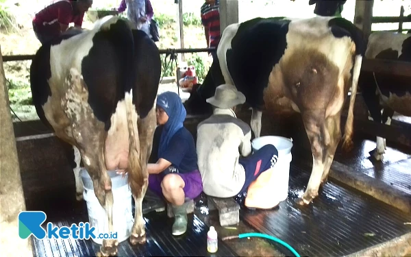 Thumbnail Berita - Program Makan Siang Gratis: 560 Sapi Perah Pacitan Dipacu untuk Produksi Susu