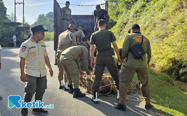 Thumbnail Berita - Hewan Ternak yang Terjaring Operasi Satpol PP Aceh Jaya Bisa Diambil Lagi, Ini Syaratnya