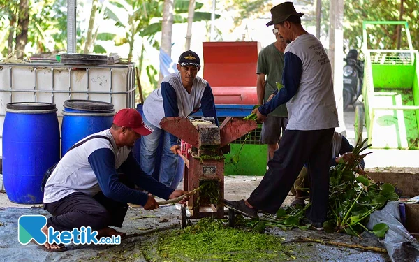 Thumbnail Anggota Pokmas Ngudi Tirto Lestari melakukan proses pencacahan eceng gondok yang sudah bersih dari tanah serta akarnya menggunakan mesin pencacah. Eceng gondok yang sudah dicacah tersebut dicampur cairan molase, lalu dimasukkan ke dalam bak penampungan (biodigester) kurang lebih selama 21 hari supaya terjadi proses fermentasi hingga menghasilkan biogas. (Foto: Achmad Fazeri/Ketik.co.id)