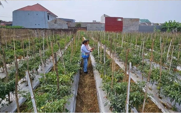 Thumbnail Berita - Dispangtan Kota Malang Optimalisasi Cadangan Pangan, Antisipasi Lonjakan Harga di Musim Hujan